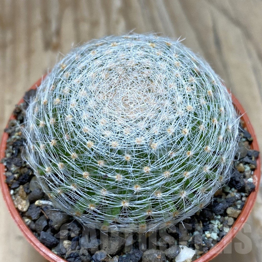 SH6337 Mammillaria lenta