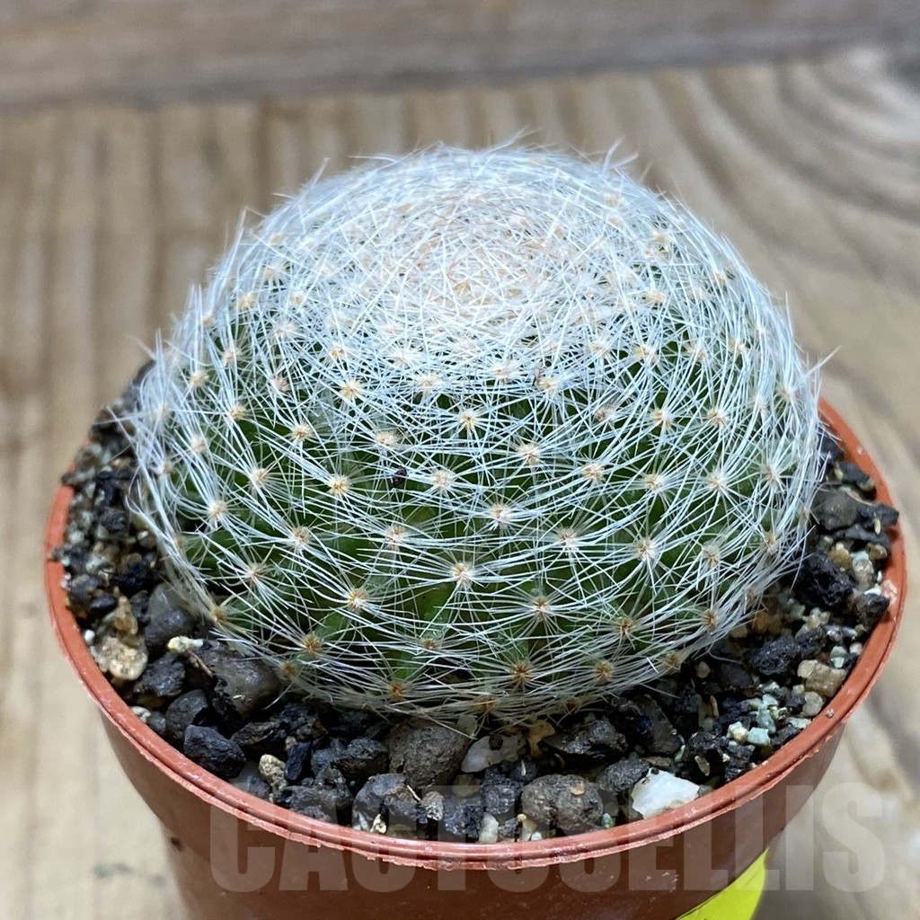 SH6337 Mammillaria lenta - Image 2