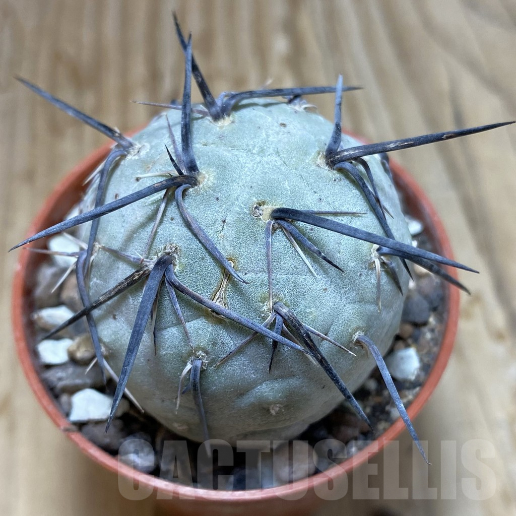 SH6339 Tephrocactus geometricus