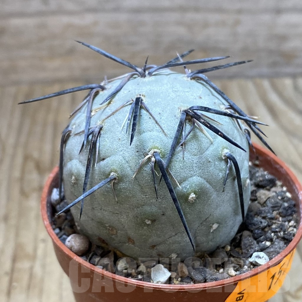 SH6339 Tephrocactus geometricus - Image 2