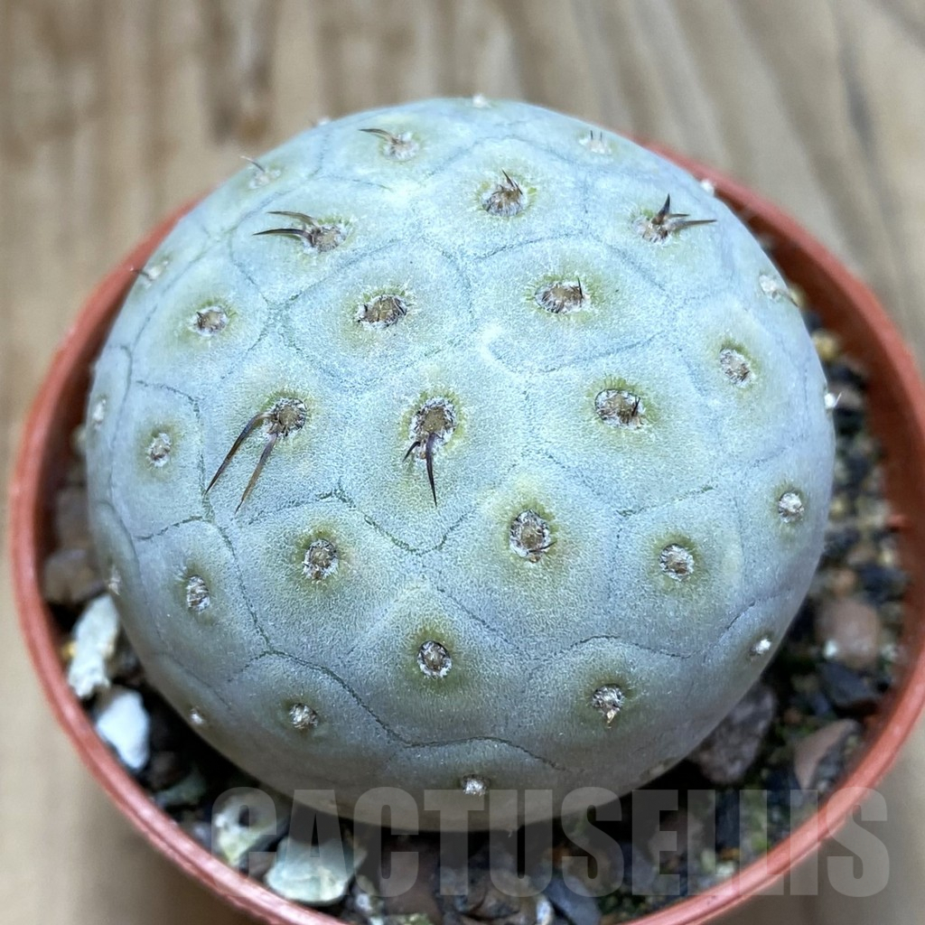 SH6340 Tephrocactus geometricus