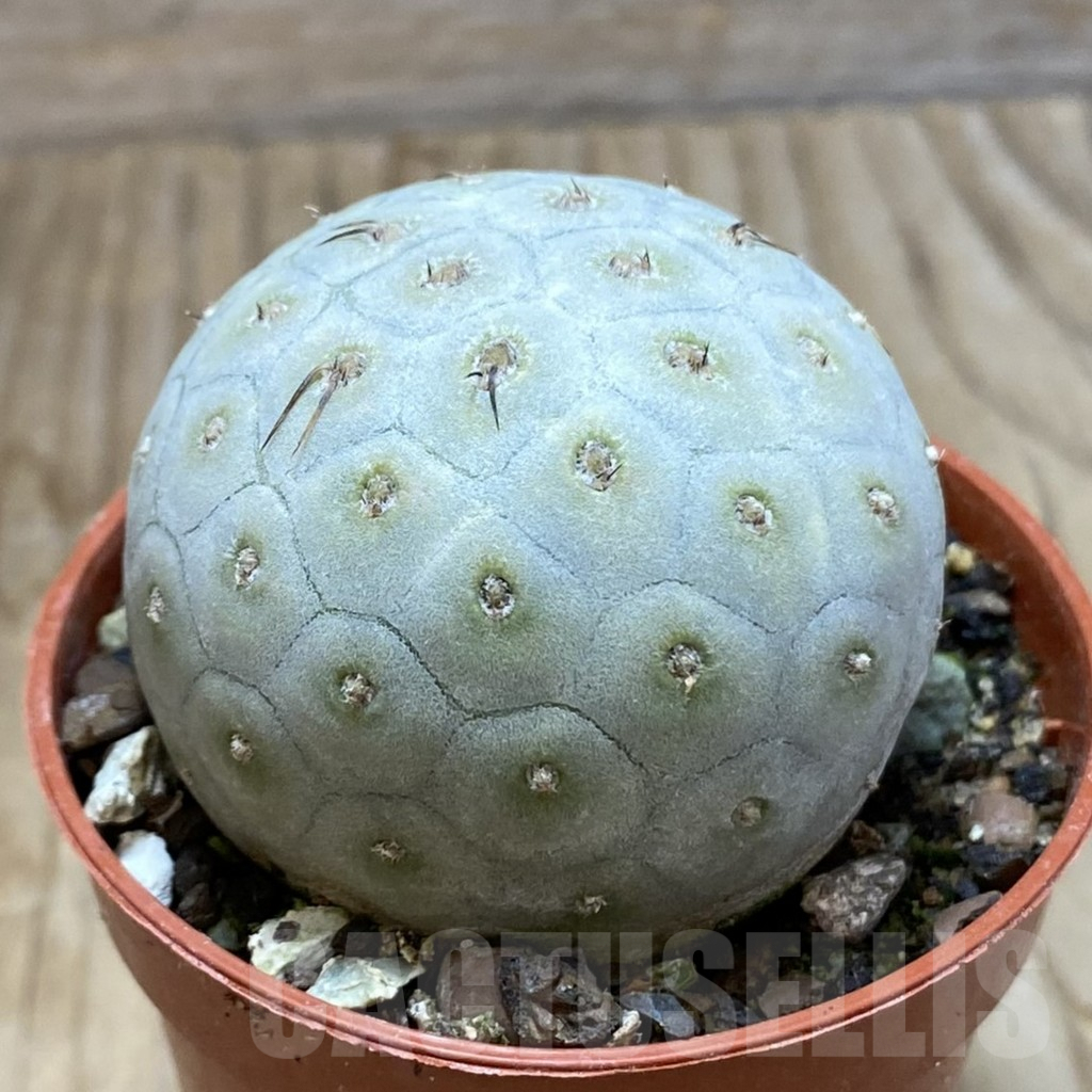 SH6340 Tephrocactus geometricus - 画像 (2)