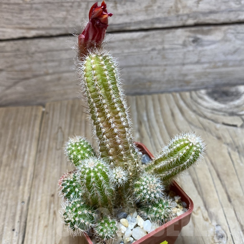 SH6342 Chamaecereus 'Lincoln Firecracker' - Image 2