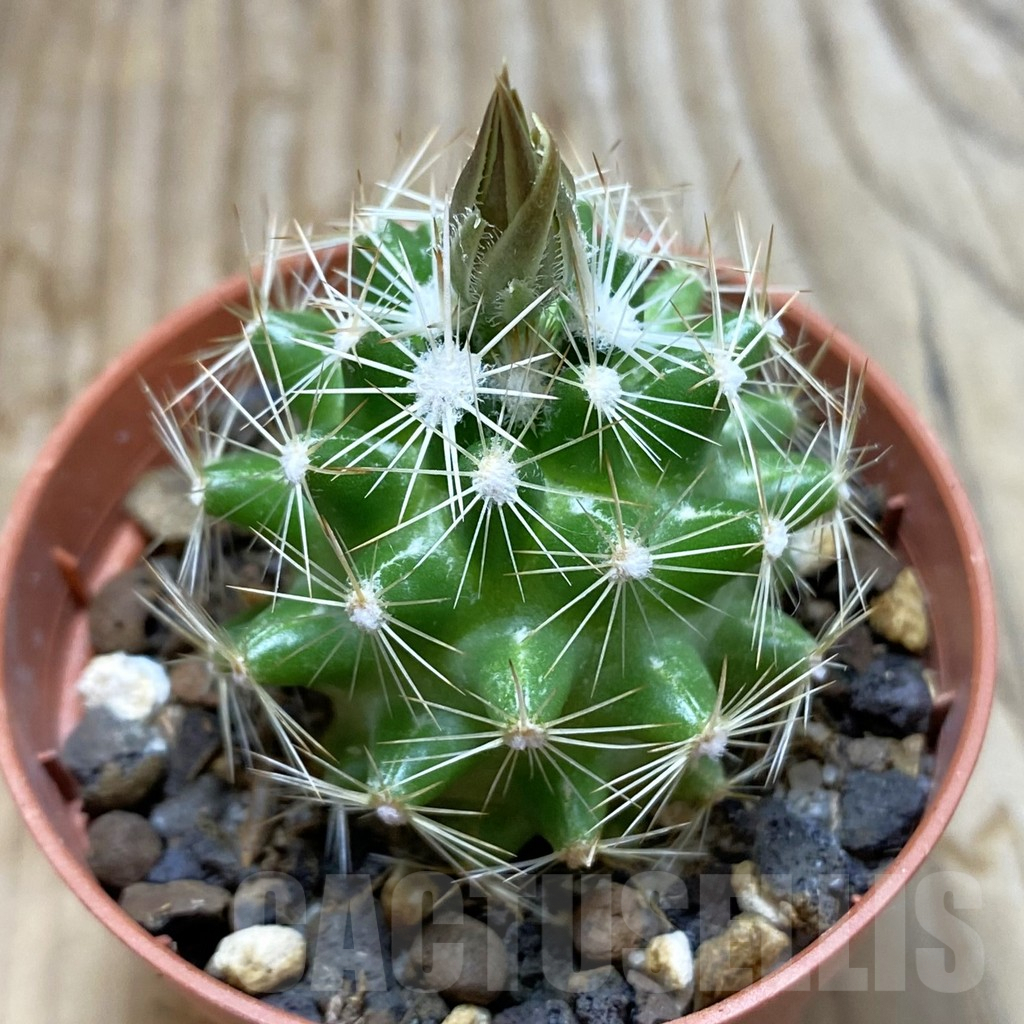 SH6438 Neobesseya similis