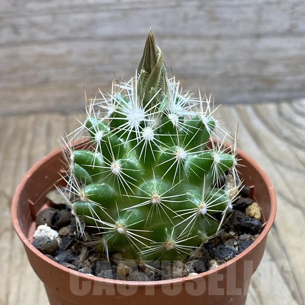 SH6438 Neobesseya similis - immagine 2