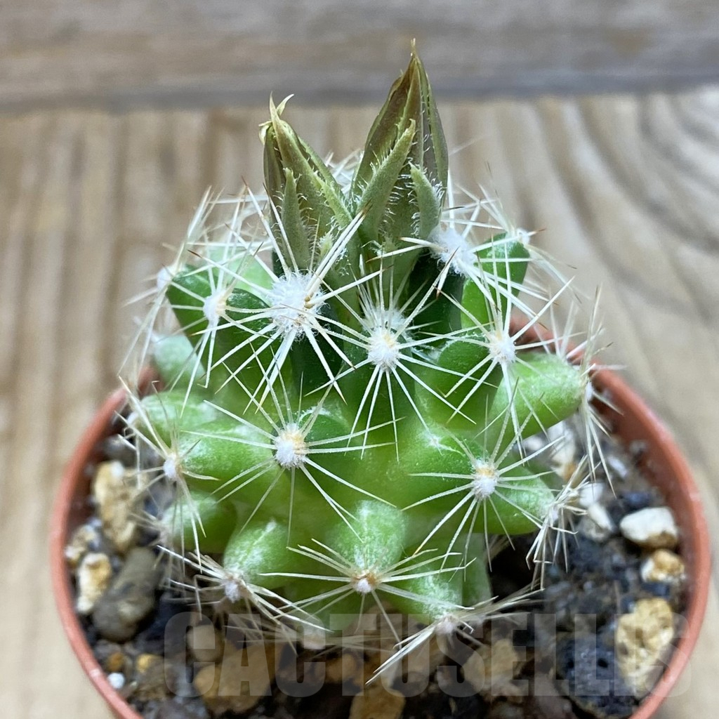 SH6439 Neobesseya similis