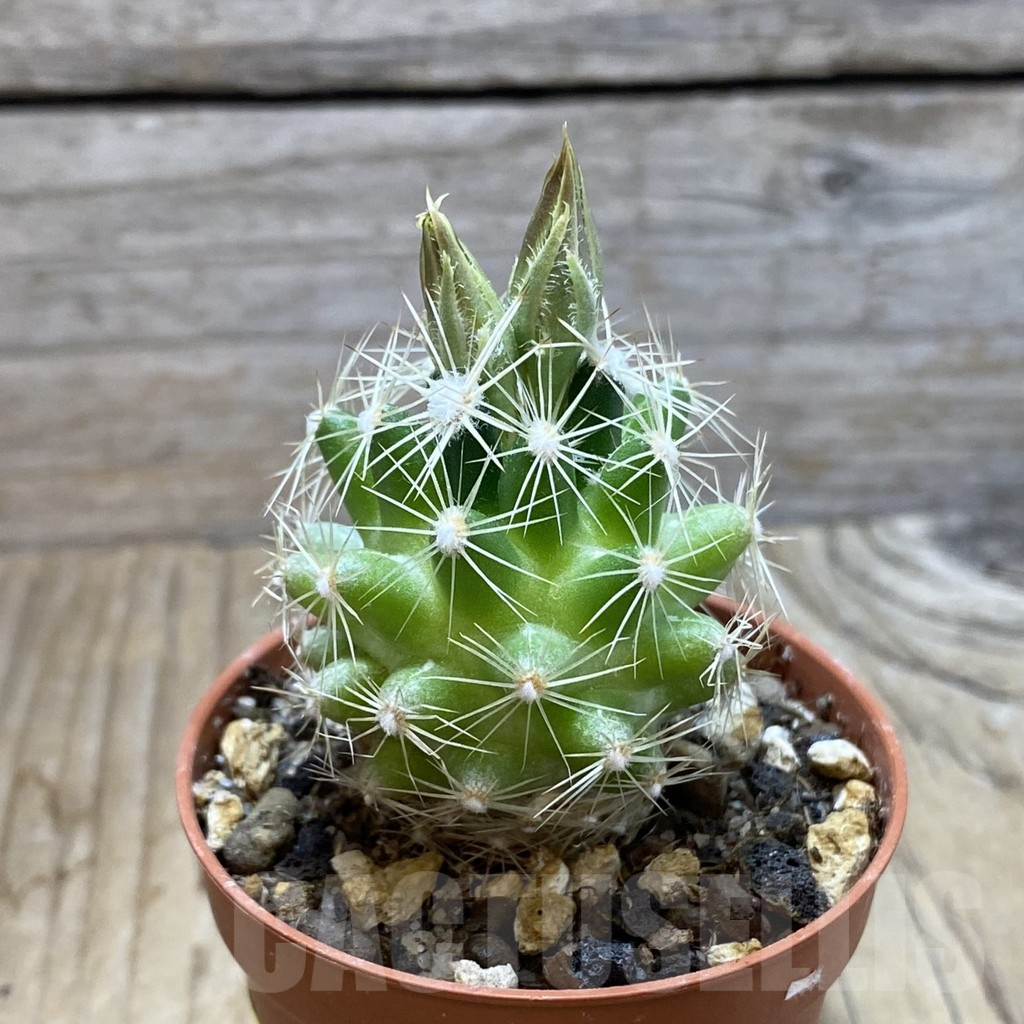 SH6439 Neobesseya similis - immagine 2