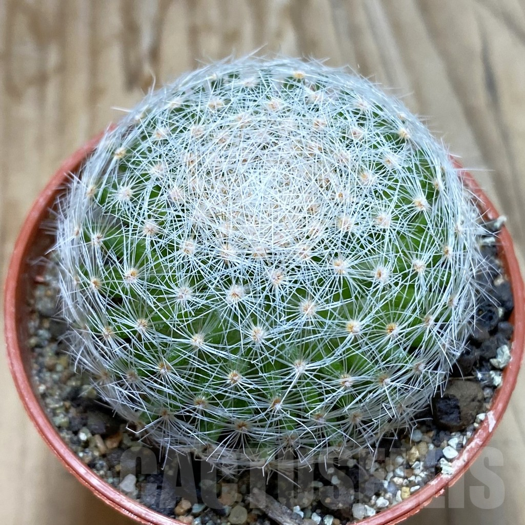 SH6441 Mammillaria lenta