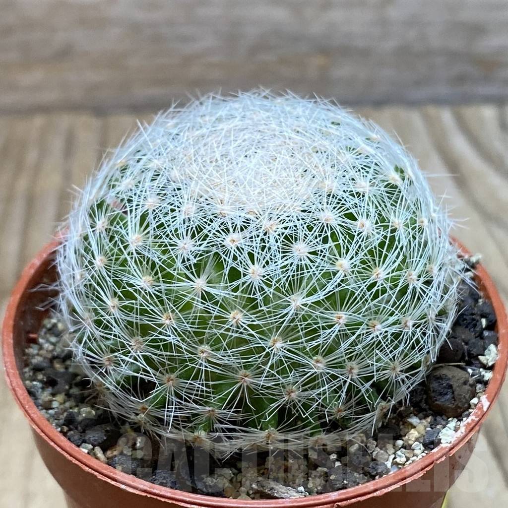 SH6441 Mammillaria lenta - immagine 2