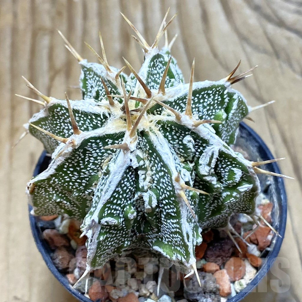 SH6444 Astrophytum ornatum ‘Dinosaur’ (Fukuryu Hannya)