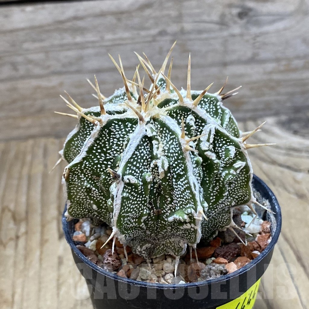 SH6444 Astrophytum ornatum ‘Dinosaur’ (Fukuryu Hannya) - Image 2