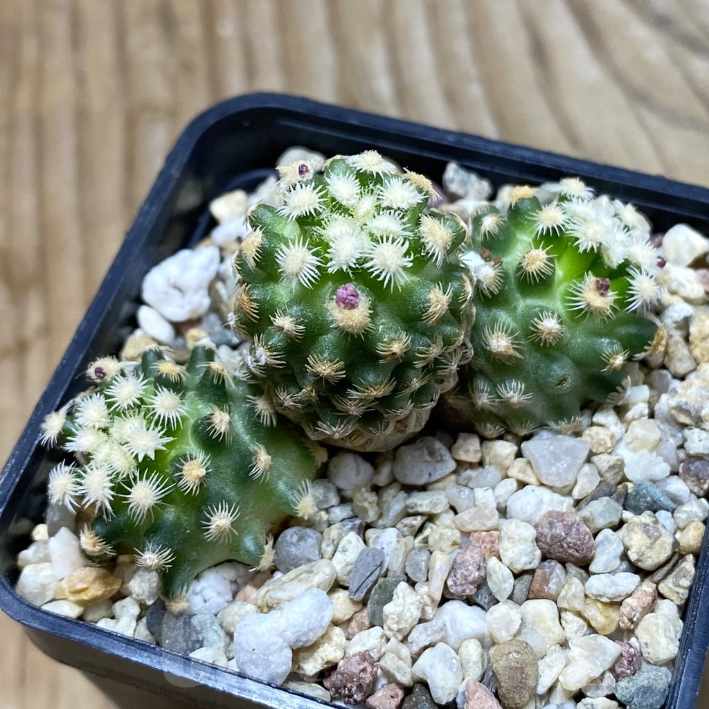 SH6449 Pediocactus knowltonii SB 304