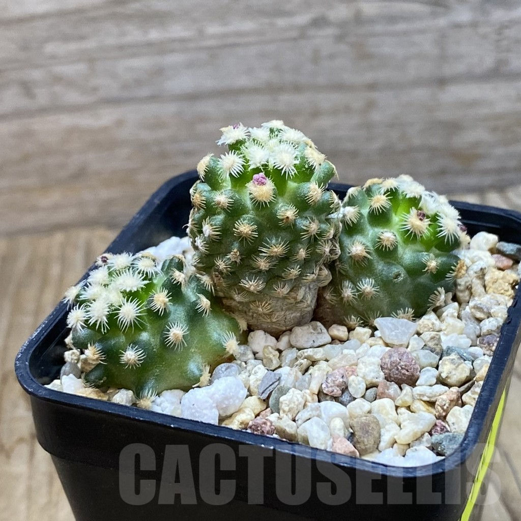 SH6449 Pediocactus knowltonii SB 304 - Image 2