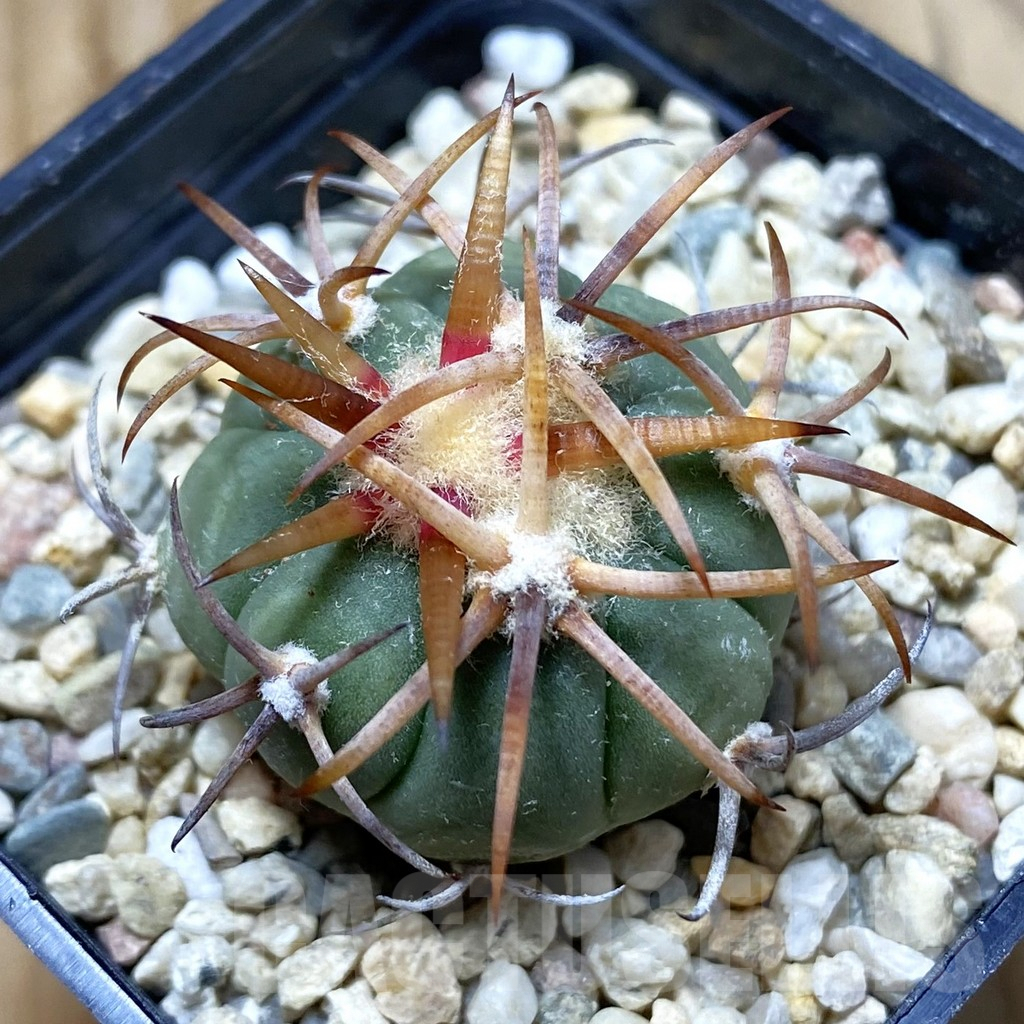SH6450 Echinocactus horizonthalonius JABO 34 -Sabana Grande-