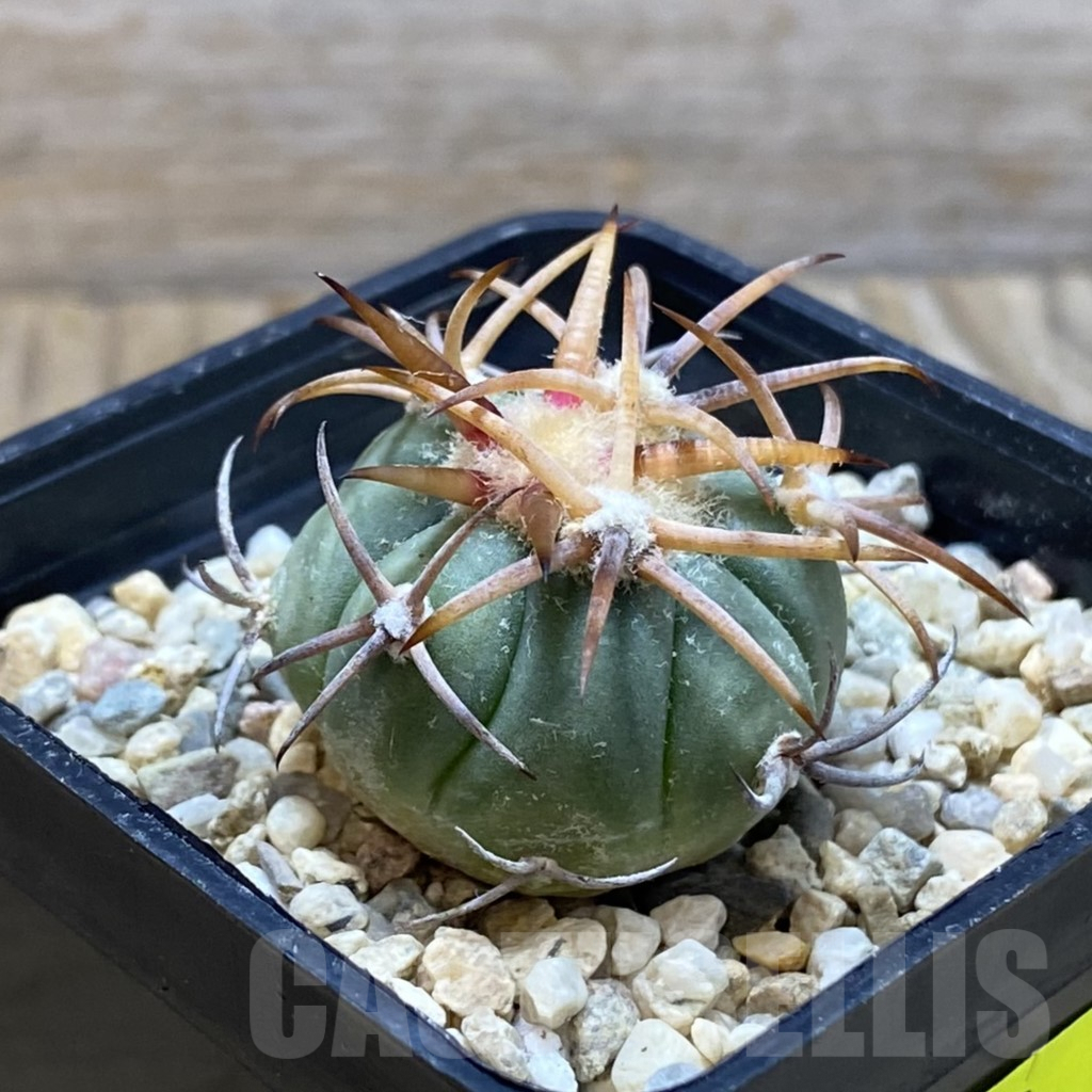 SH6450 Echinocactus horizonthalonius JABO 34 -Sabana Grande- - immagine 2
