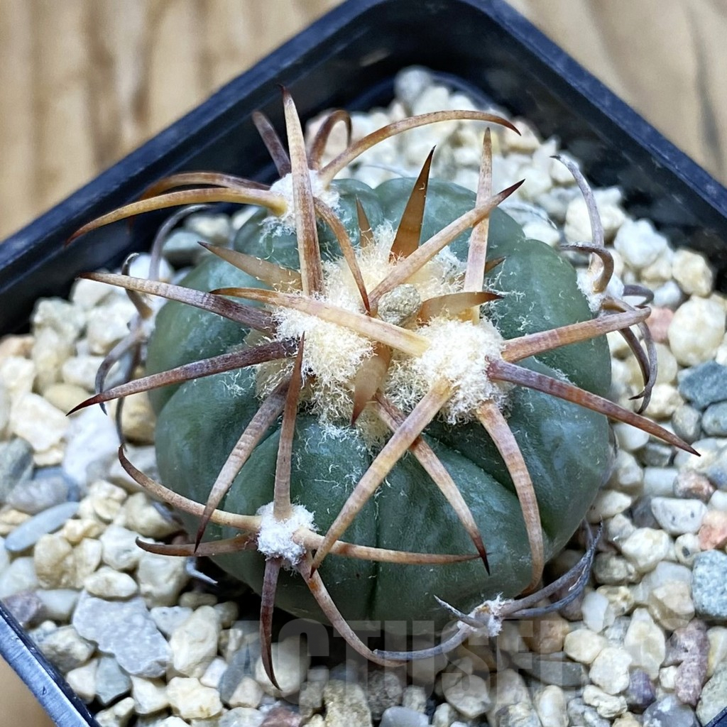SH6451 Echinocactus horizonthalonius JABO 34 -Sabana Grande-