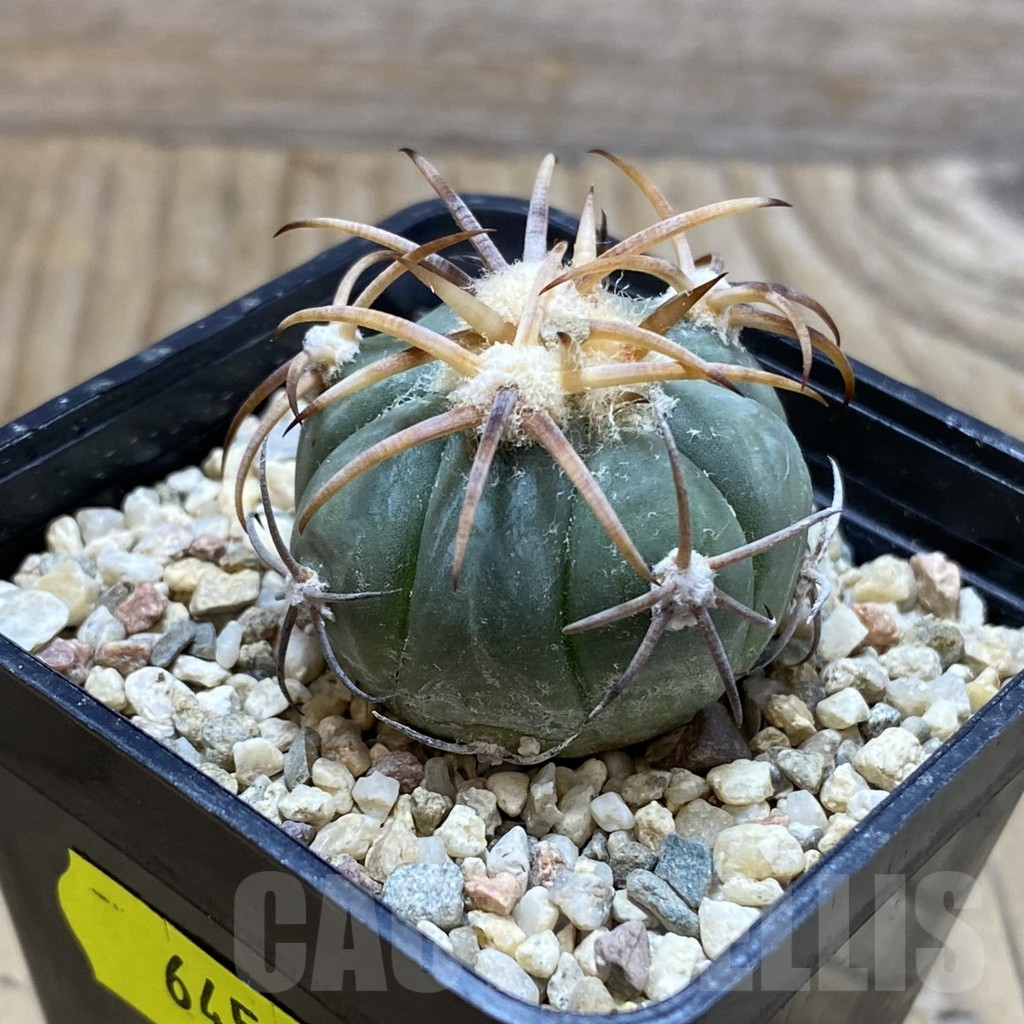 SH6451 Echinocactus horizonthalonius JABO 34 -Sabana Grande- - immagine 2