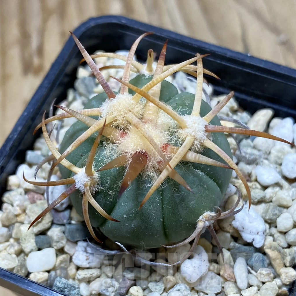 SH6452 Echinocactus horizonthalonius JABO 34 -Sabana Grande-