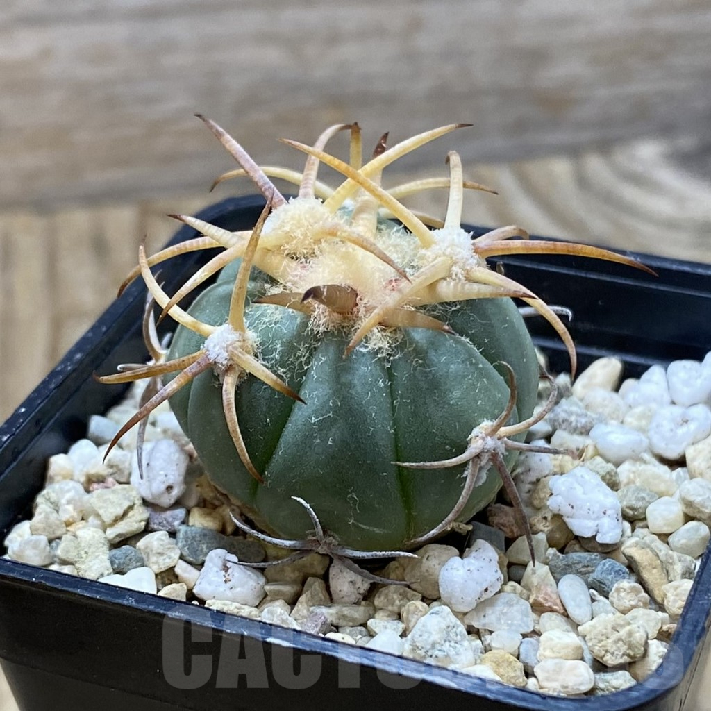 SH6452 Echinocactus horizonthalonius JABO 34 -Sabana Grande- - immagine 2