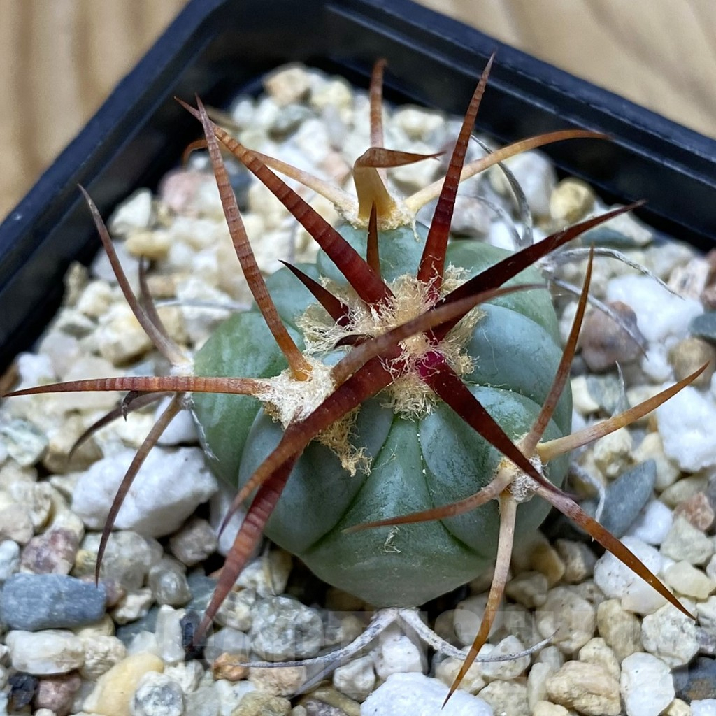 SH6454 Echinocactus horizonthalonius VZD 326