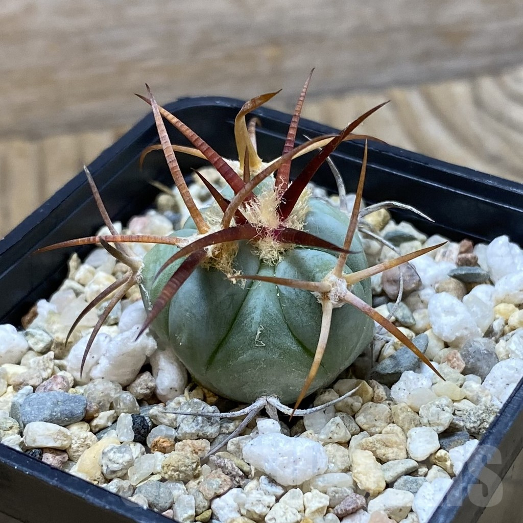 SH6454 Echinocactus horizonthalonius VZD 326 - Imagen 2