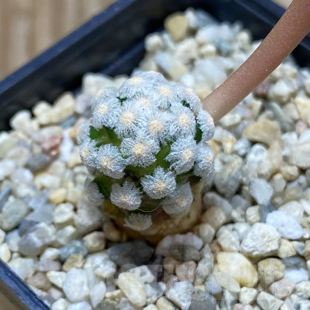 SH6408 Mammillaria theresae, own roots