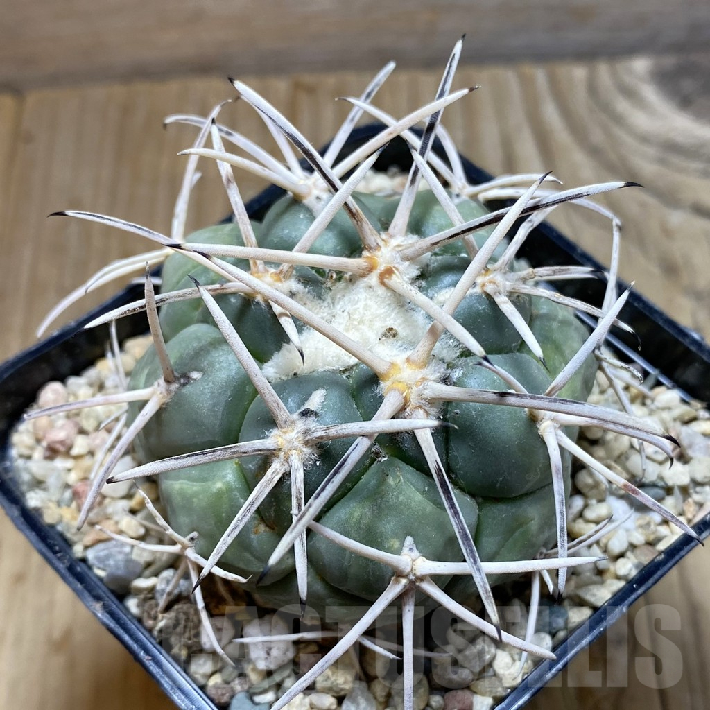 SH6460 Coryphantha valida SB 288 -Cerro Bola-