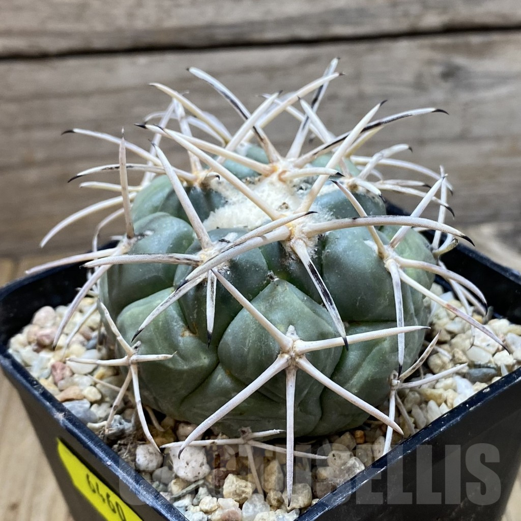 SH6460 Coryphantha valida SB 288 -Cerro Bola- - Image 2