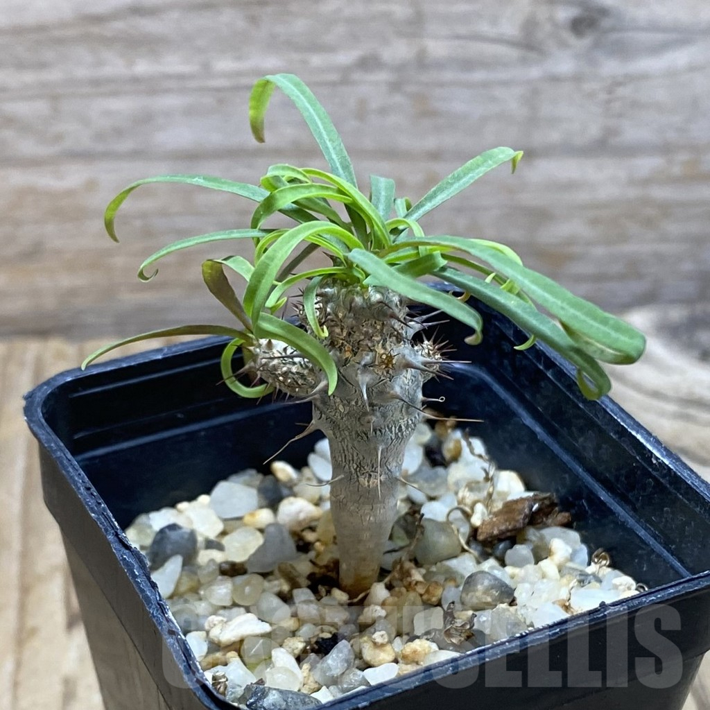 SH6463 Euphorbia gottlebei - Image 2