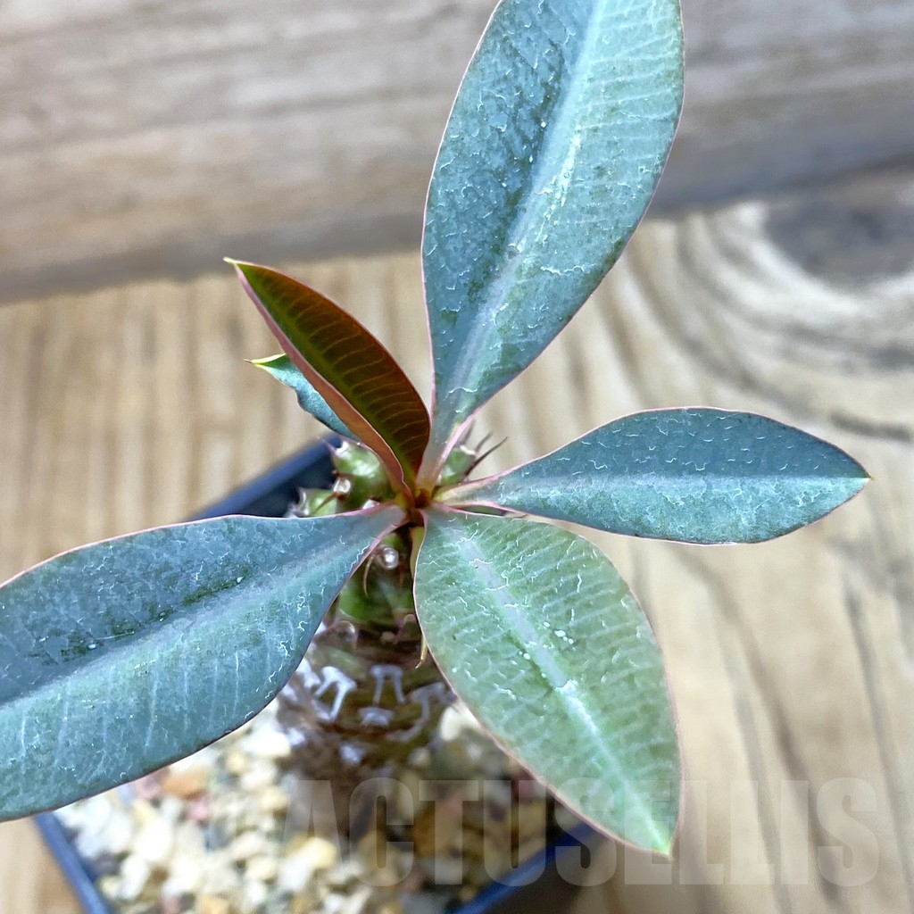 SH6464 Euphorbia pachypodioides