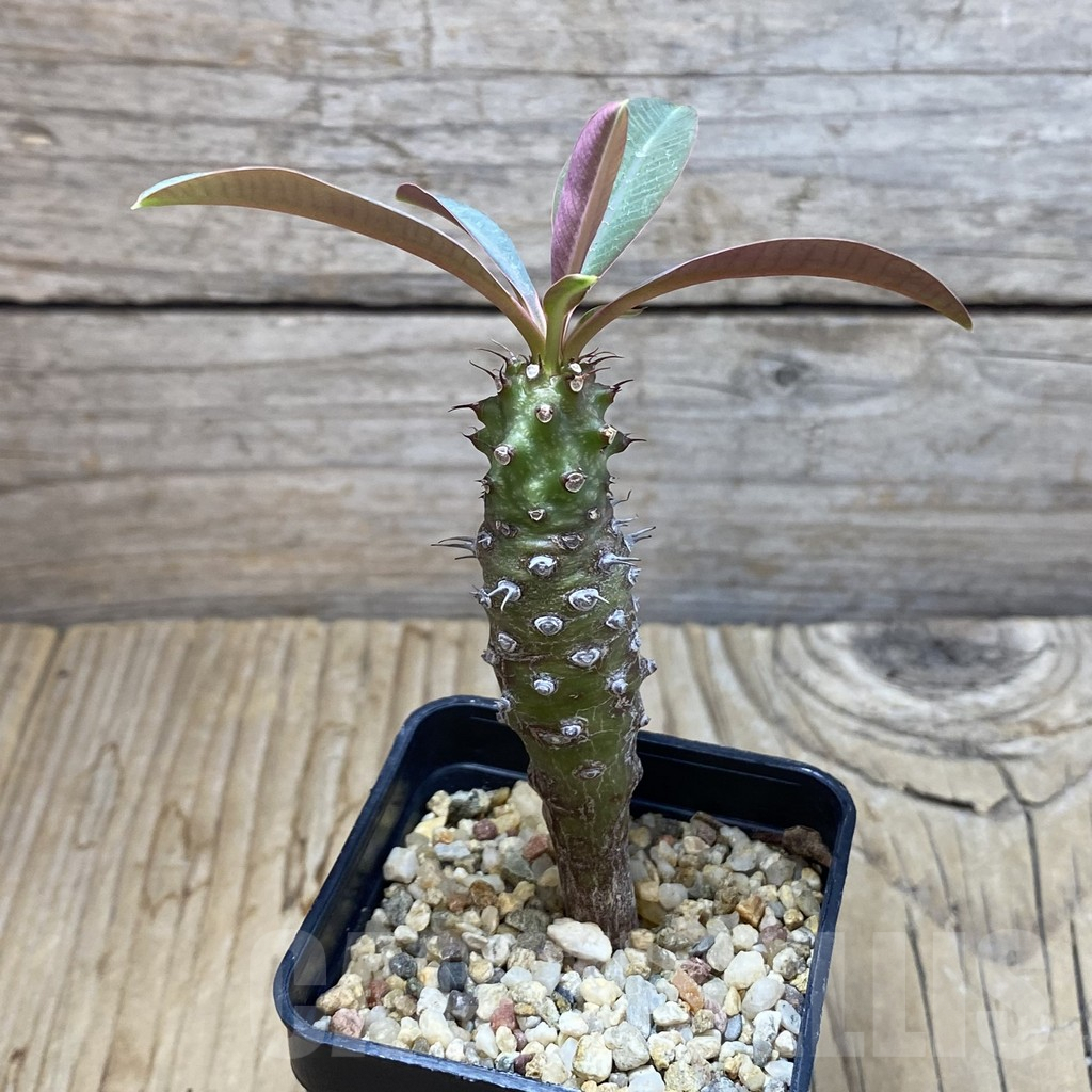 SH6464 Euphorbia pachypodioides - Image 2