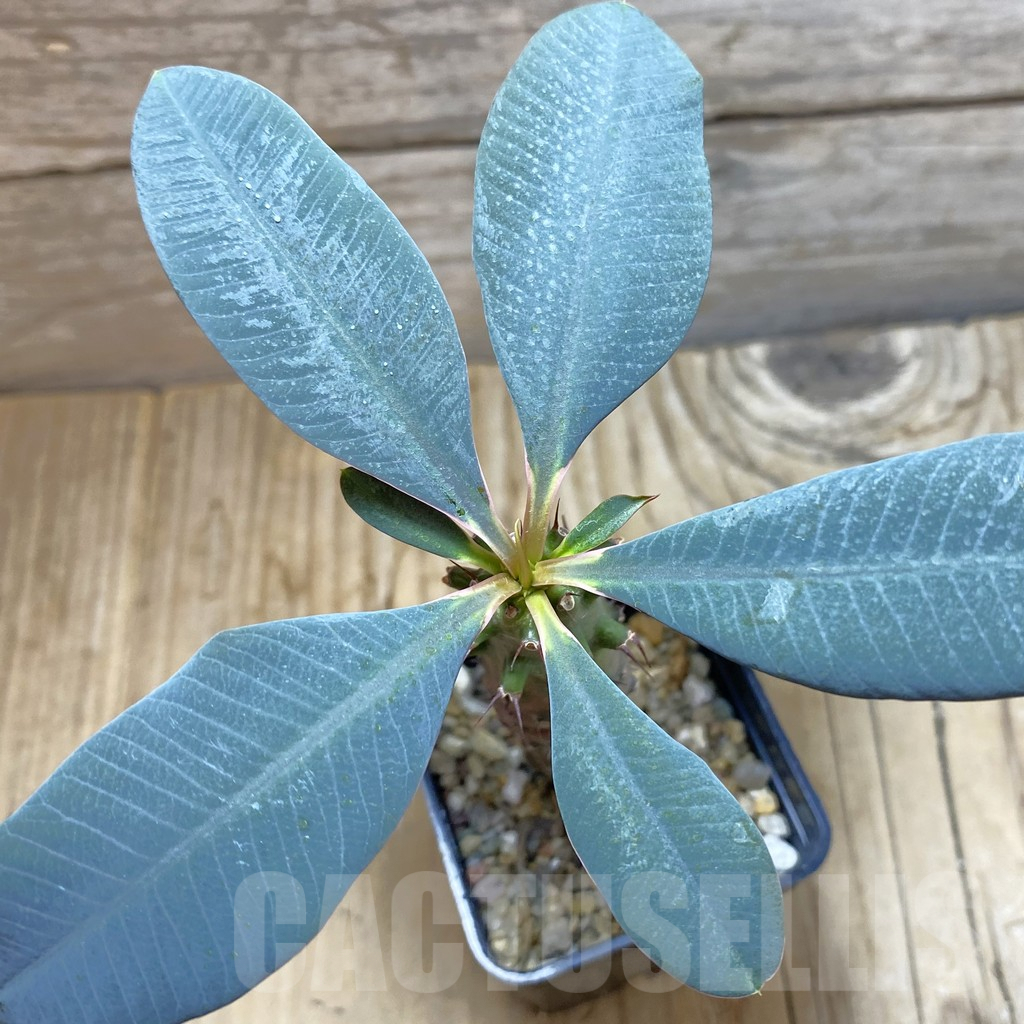 SH6465 Euphorbia pachypodioides