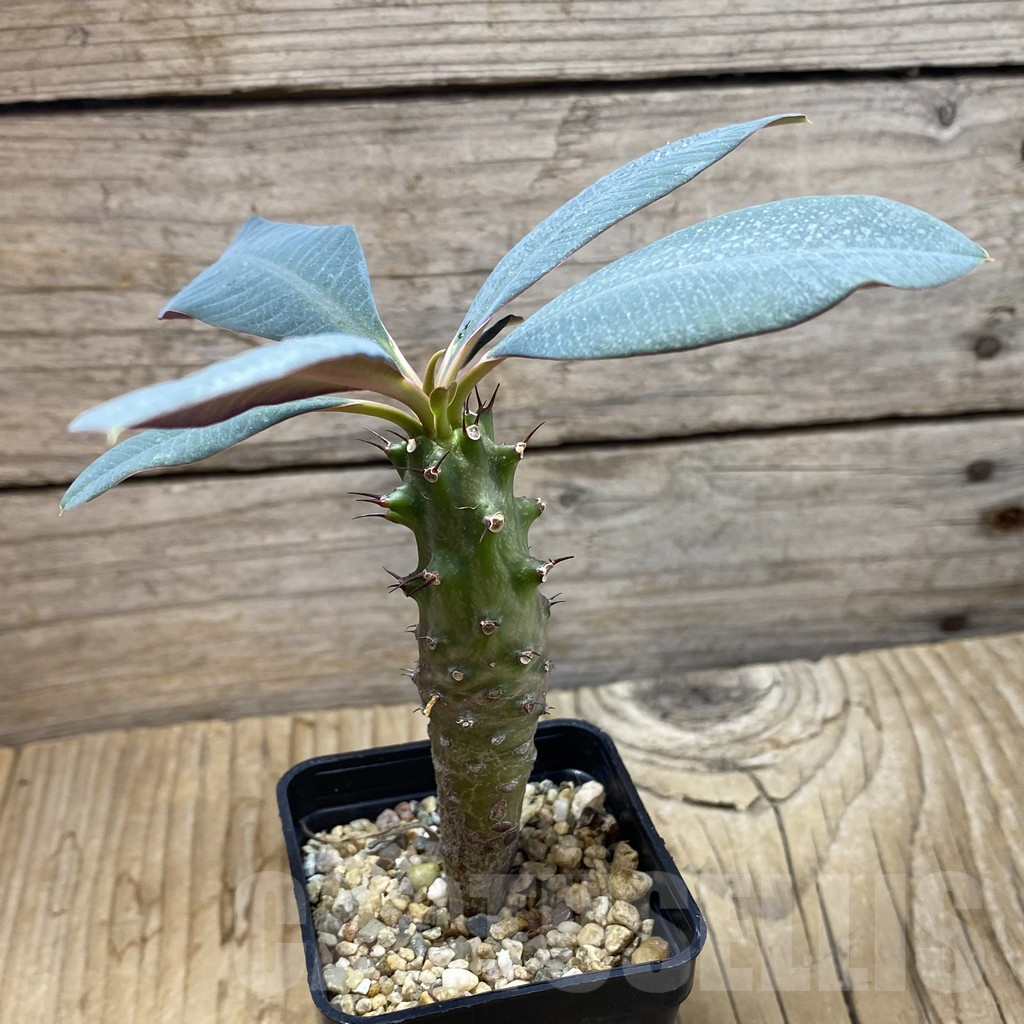 SH6465 Euphorbia pachypodioides - Image 2