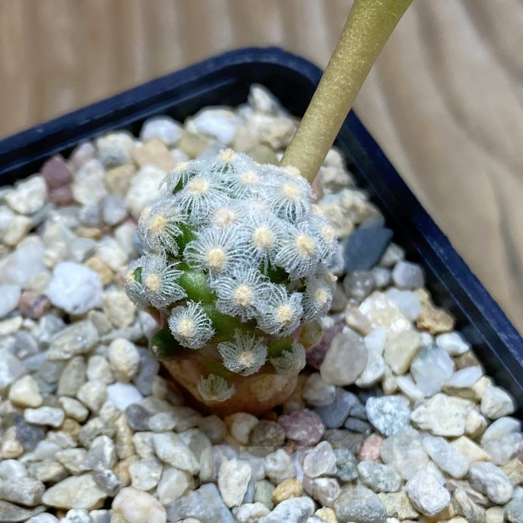 SH6409 Mammillaria theresae, own roots - 画像 (2)