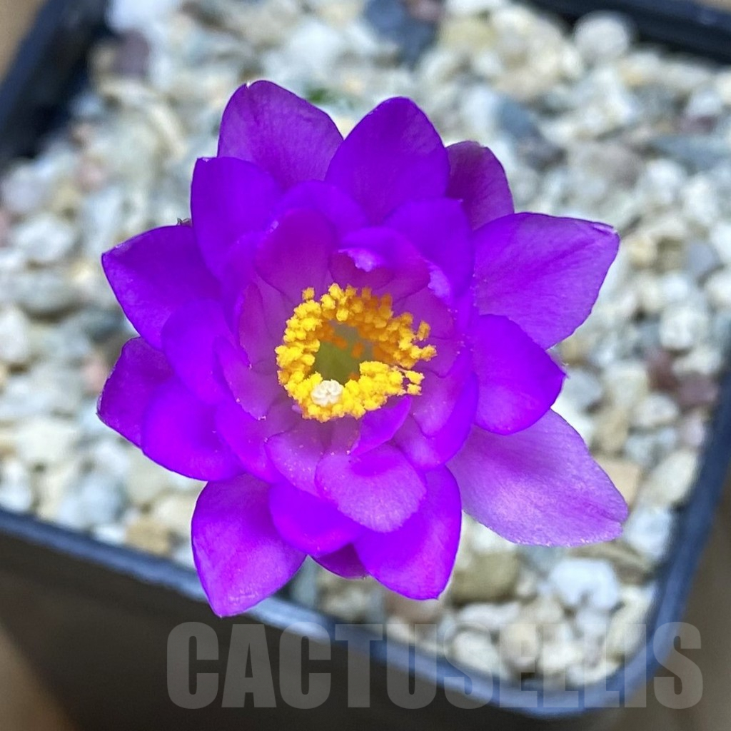 SH6409 Mammillaria theresae, own roots