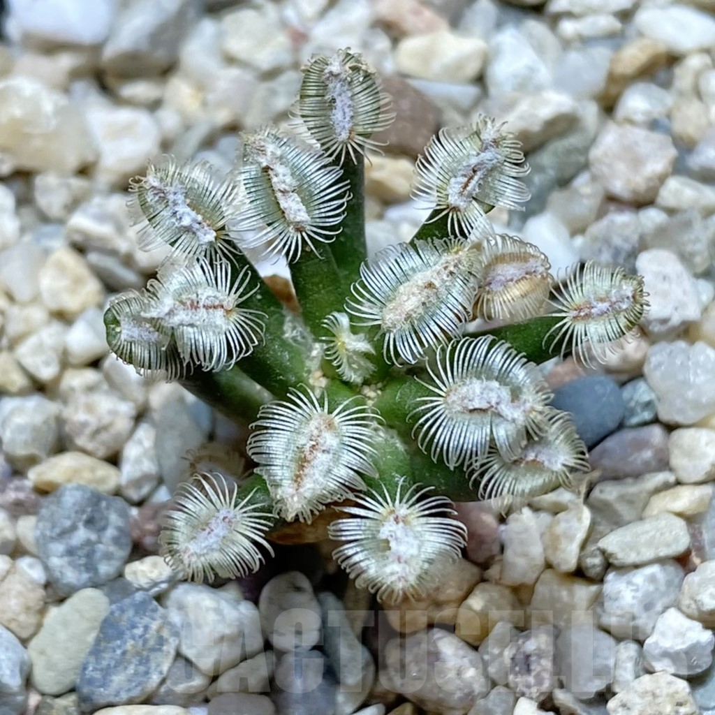 SH6411 Mammillaria bertholdii GCG 12161, own roots