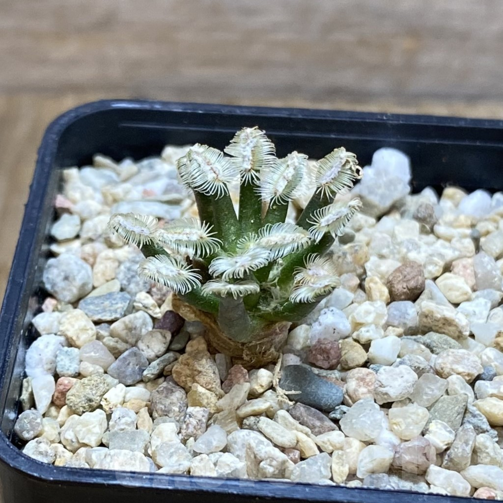 SH6411 Mammillaria bertholdii GCG 12161, own roots – Image 2