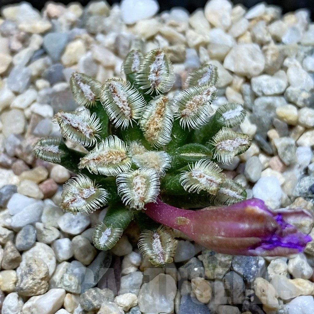 SH6412 Mammillaria bertholdii GCG 12161, own roots