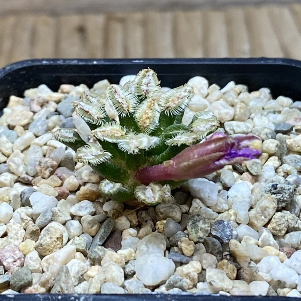 SH6412 Mammillaria bertholdii GCG 12161, own roots – Image 2