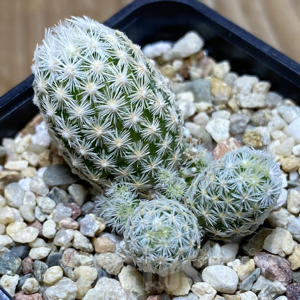 SH6414 Escobaria leei