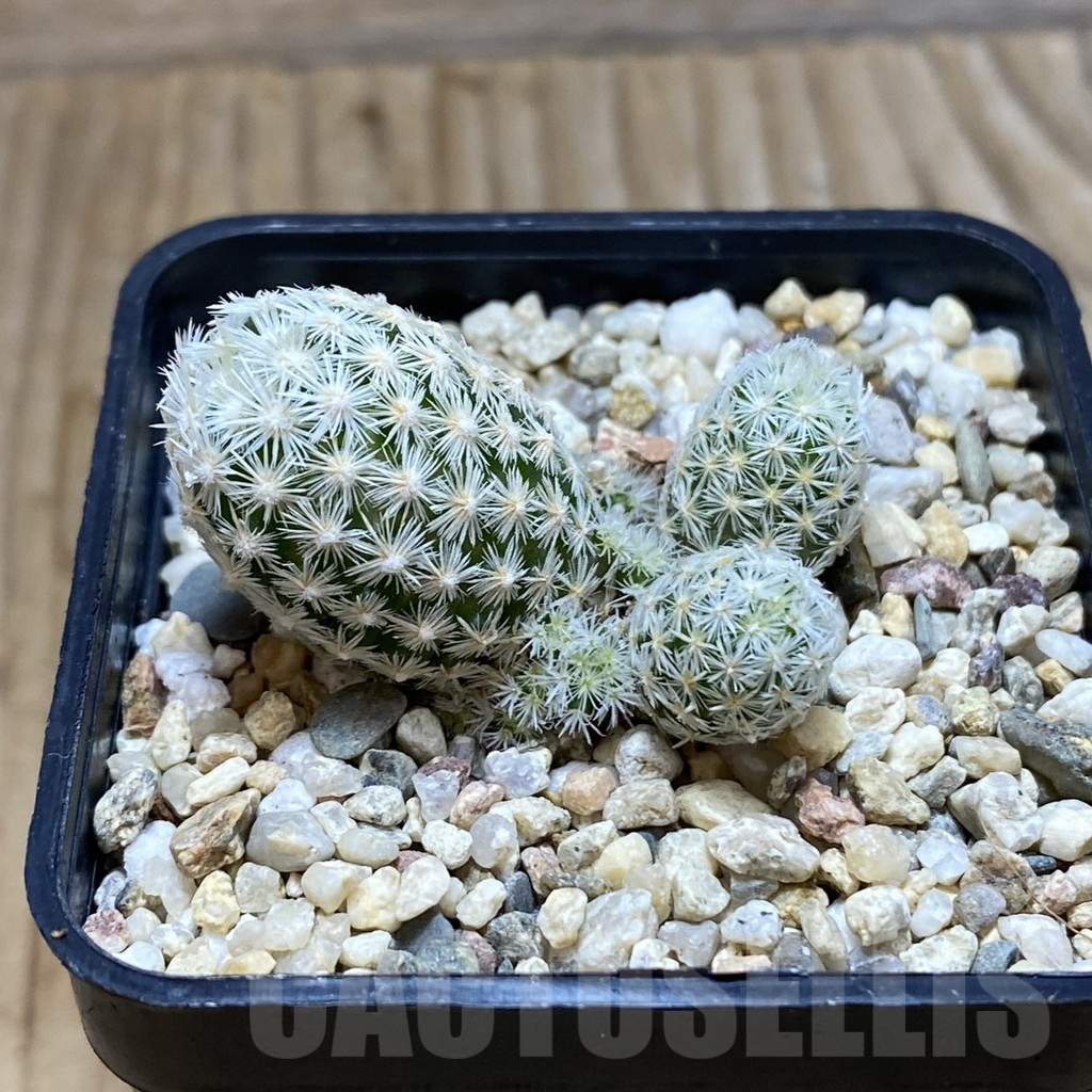 SH6414 Escobaria leei – Bild 2