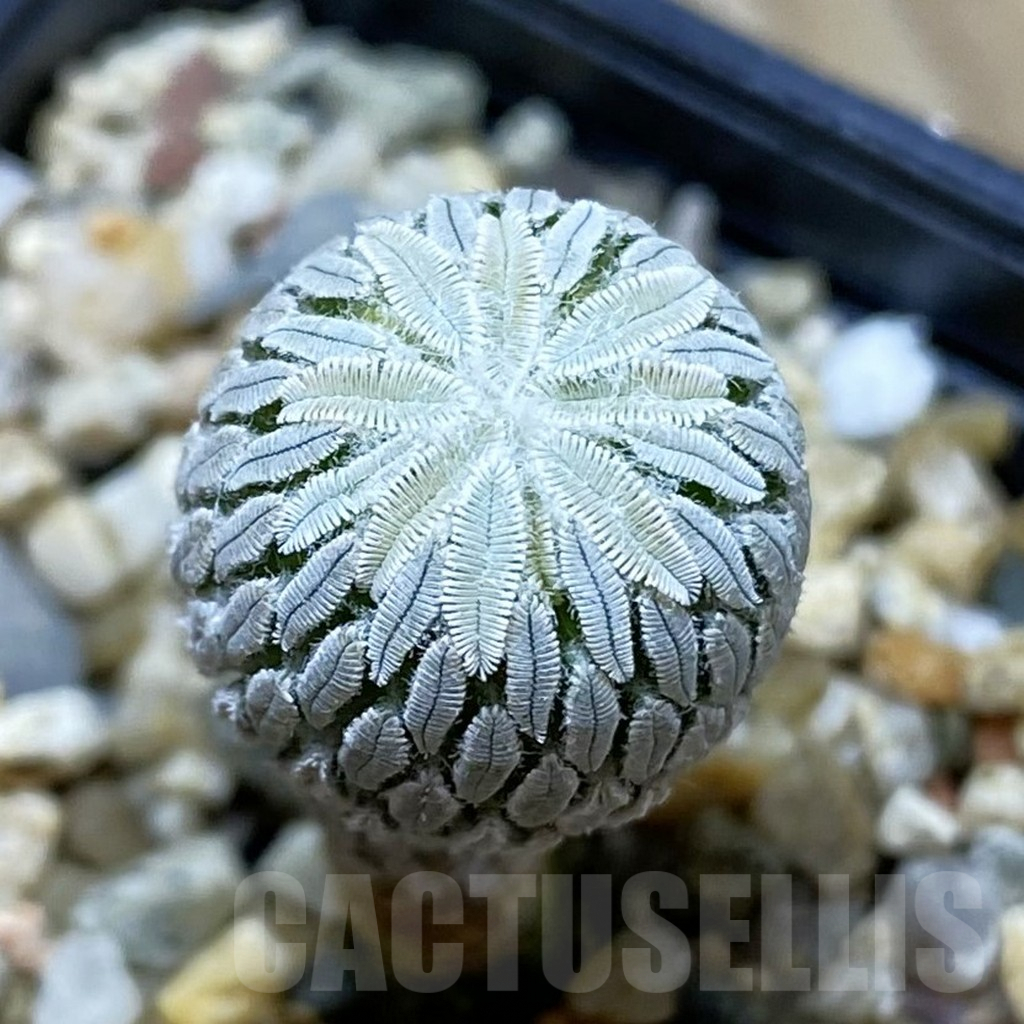 SH6416 Pelecyphora aselliformis RS 550, own roots