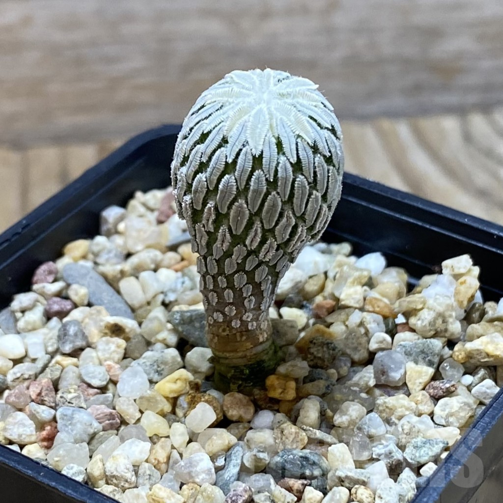 SH6416 Pelecyphora aselliformis RS 550, own roots – Image 2