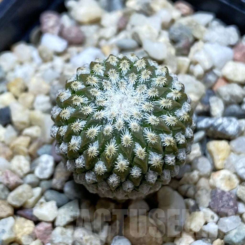 SH6417 Pelecyphora strobiliformis