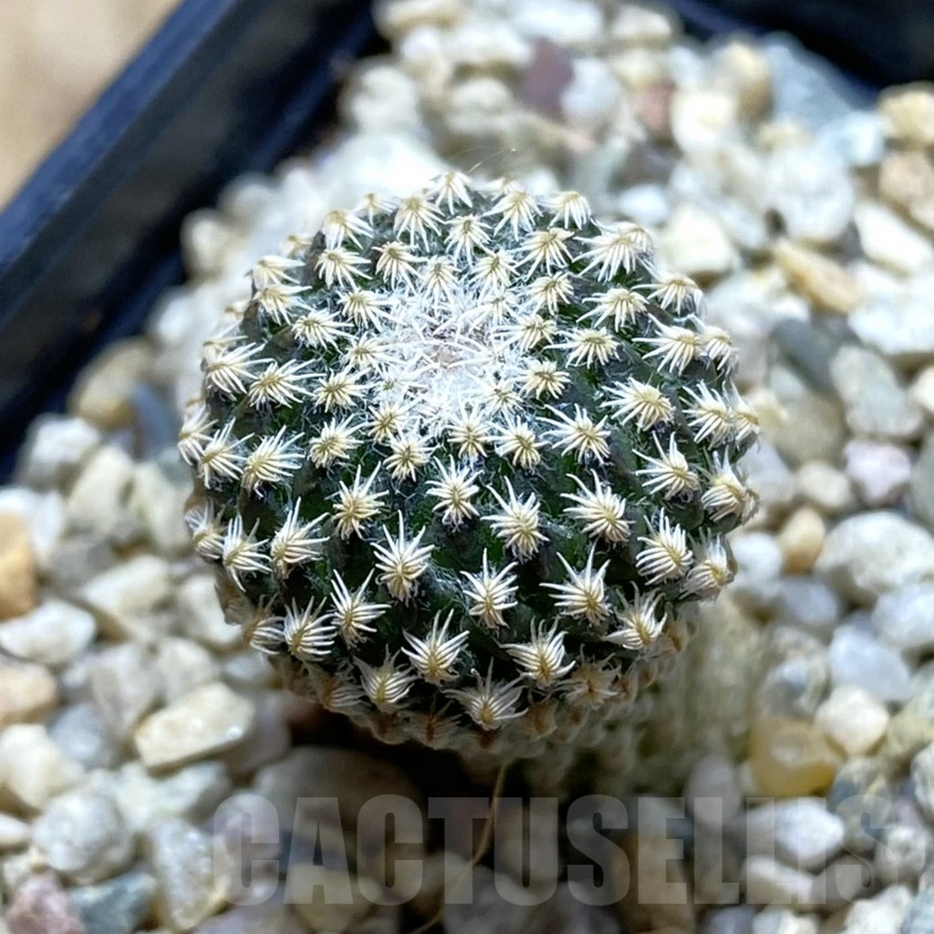 SH6418 Pelecyphora strobiliformis