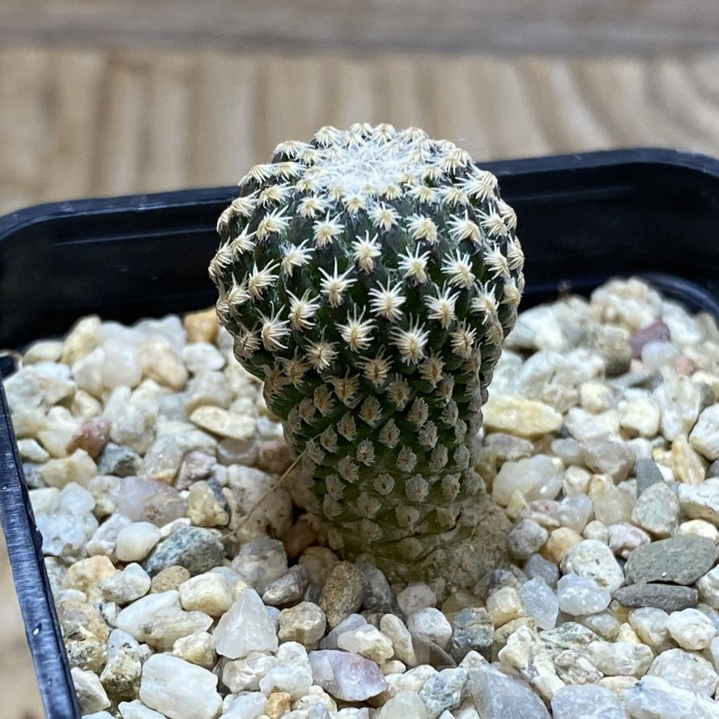 SH6418 Pelecyphora strobiliformis – Image 2