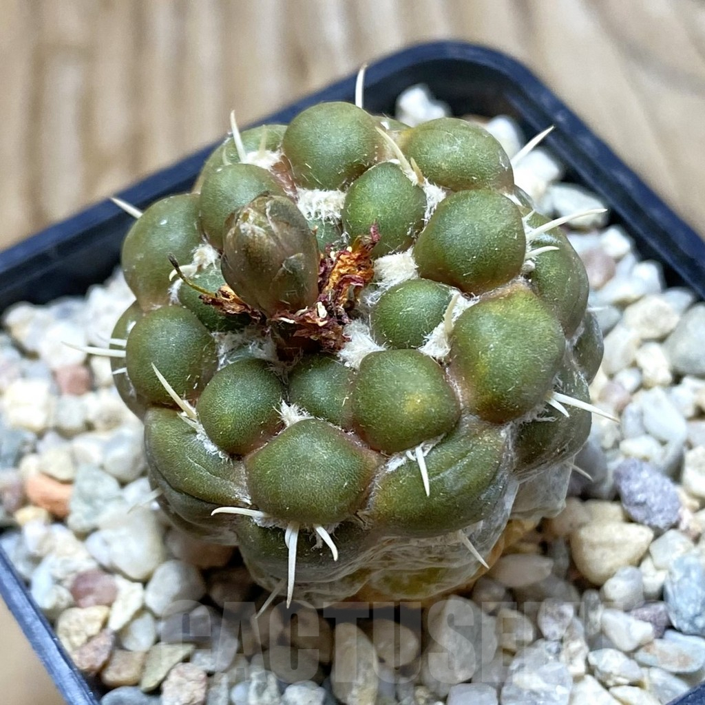 SH6419 Cintia knizei, seedling