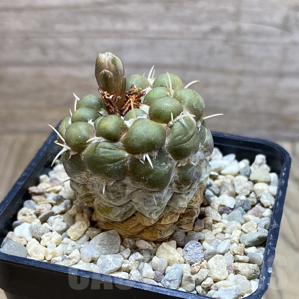 SH6419 Cintia knizei, seedling – Image 2