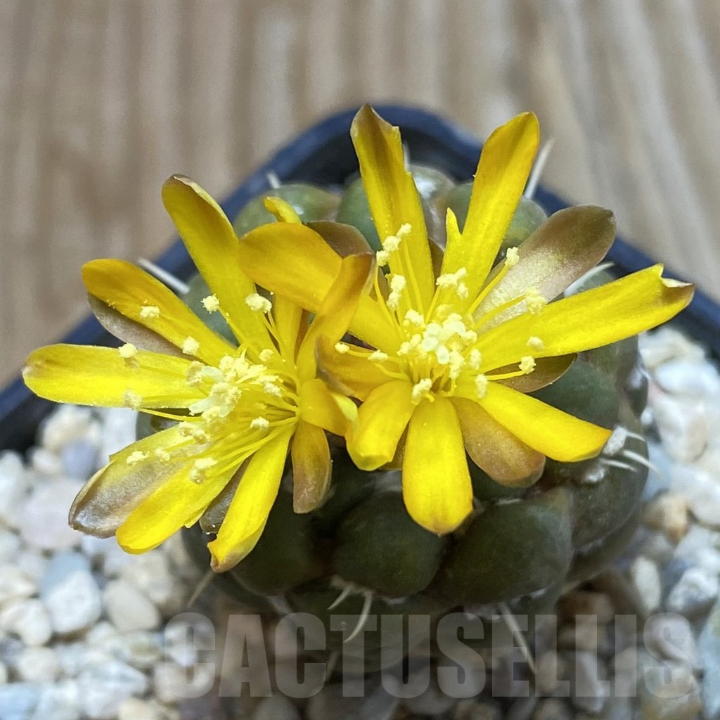 SH6420 Cintia knizei, seedling