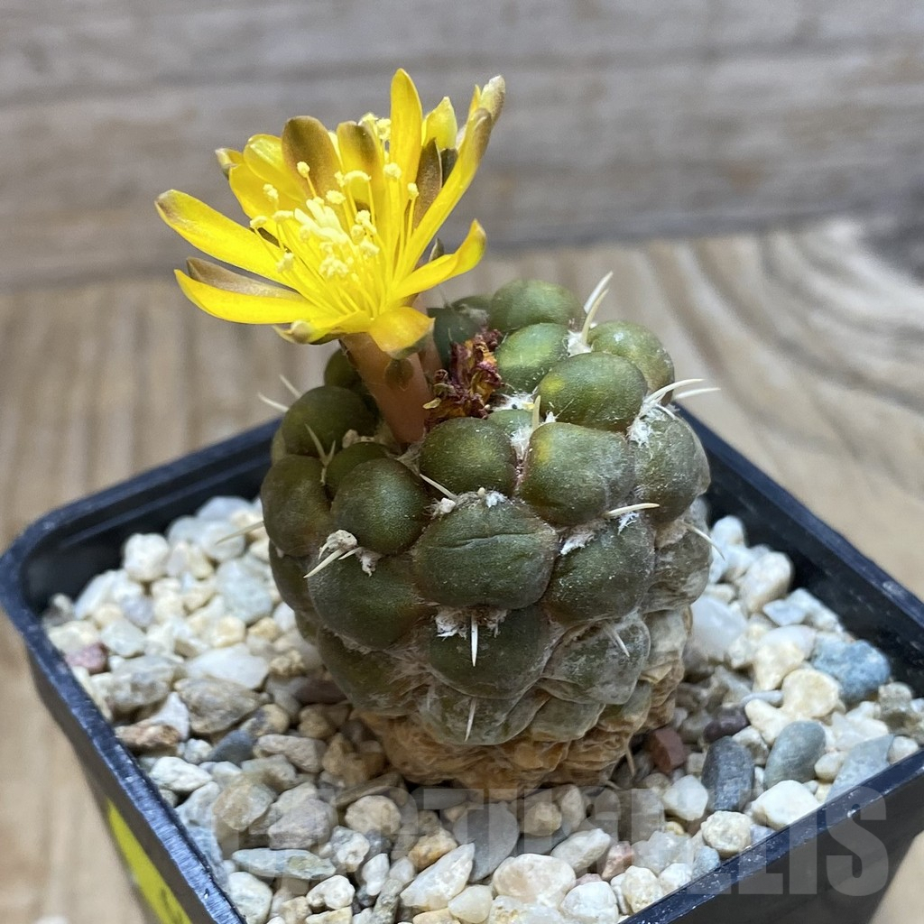 SH6420 Cintia knizei, seedling – Bild 2